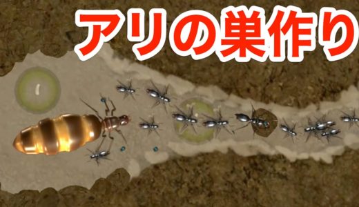 女王アリが巣を見つけるところから始まるアリコロニーゲーム【 Ant Queen 】