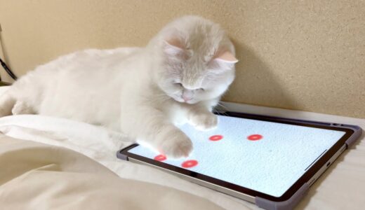 猫を寝かしつけるためにゲームをさせてみたら…